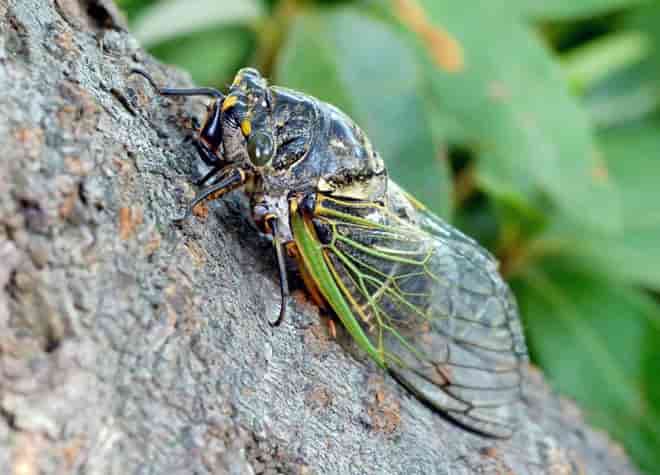 昆虫図鑑・クマゼミ